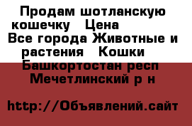 Продам шотланскую кошечку › Цена ­ 10 000 - Все города Животные и растения » Кошки   . Башкортостан респ.,Мечетлинский р-н